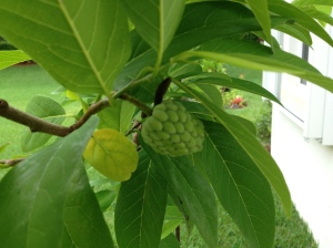 Young fruit of the sugar apple 
